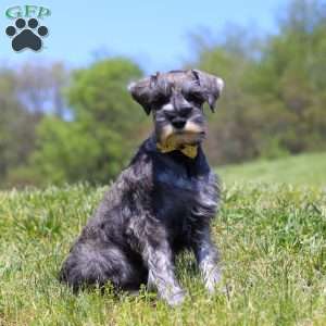 Nolan, Miniature Schnauzer Puppy